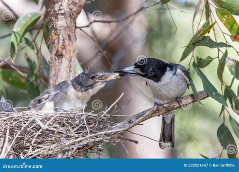 Australian Grey Butcherbird Stock Image - Image of australia, cracticus: 232521647