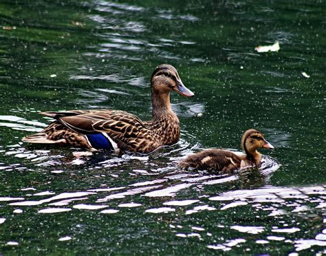 Mallard Ducks Waterfowls - Free photo on Pixabay - Pixabay