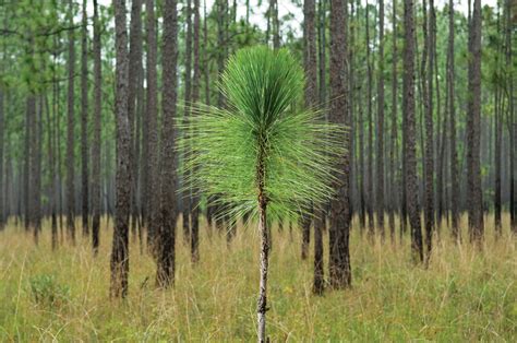 longleaf pine tree identification - Halley Mclaurin