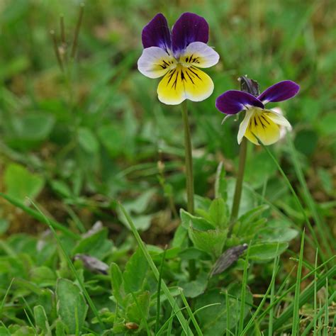 Viola tricolor