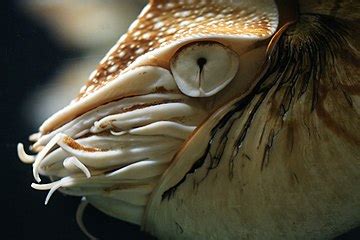 Cephalopod eye - Wikipedia