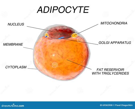 Fat Cells from Adipose Tissue. Adipocytes. Inside Human Organism ...