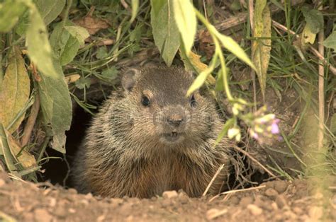 Woodchuck stock photo. Image of chuck, teeth, cute, ground - 9944020