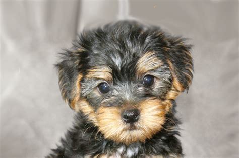 Yorkie Poo Breeders Texas - Pets Lovers