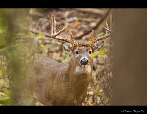 Big 10 Point Buck | One of the many pics I took of this big … | Flickr