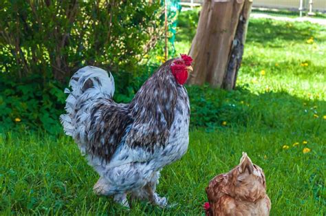 Cochin Chicken Breed: The Ultimate Guide | Chook City