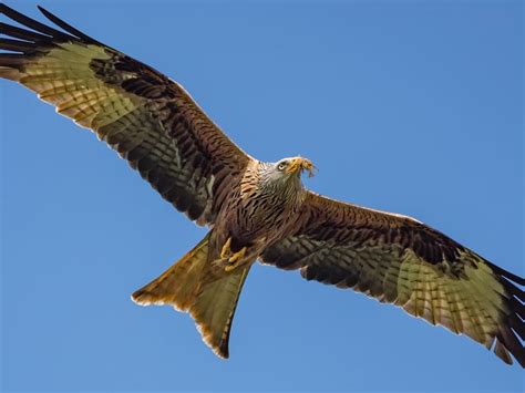 Red Kite Nesting (Behaviour + Location) | Birdfact