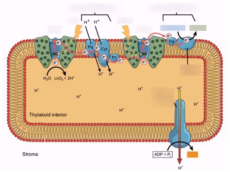 Photophosphorylation Diagram Diagram | Quizlet