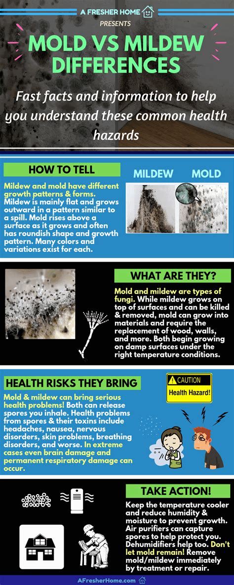 Mold Vs Mildew: What Are The Differences? Plus Black Mold, Health Risks ...