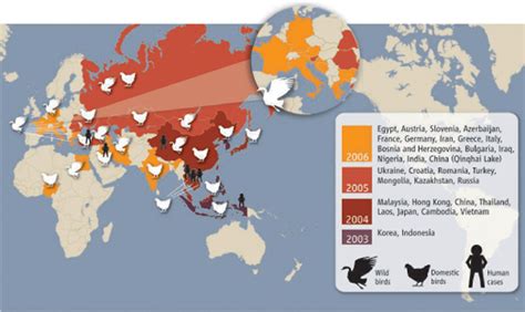 Bird Flu Moves West, Spreading Alarm | Science