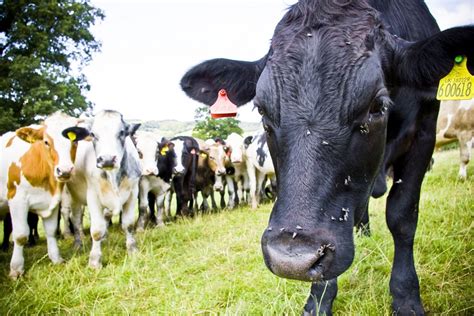 Free Images : field, farm, meadow, rural, herd, pasture, grazing, livestock, black, agriculture ...