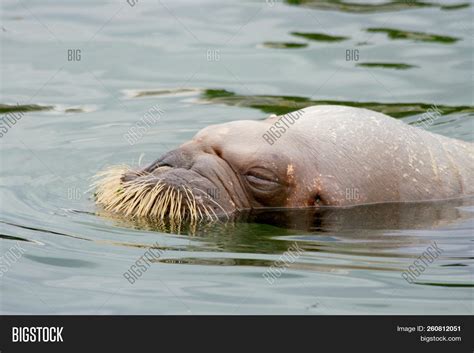 Walrus (odobenus Image & Photo (Free Trial) | Bigstock