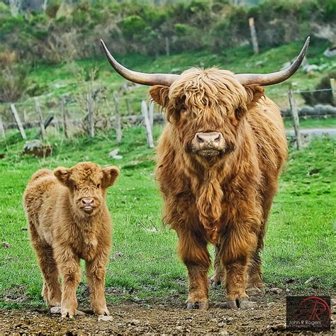 highland cow in snow - Google Search | Highland cattle, Scottish ...