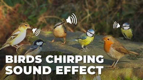 Birds Chirping Sound Effect - Sound Effect MP3 Download