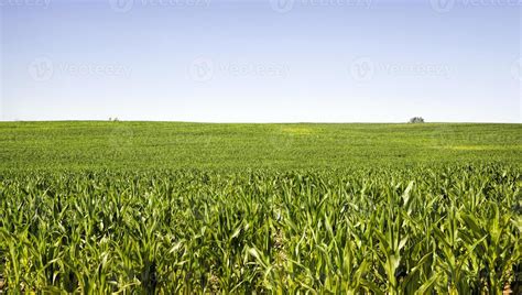 agricultural landscape with rows of green corn 9414283 Stock Photo at ...