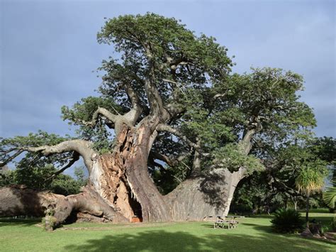 Why Are Some of Africa's Biggest Baobab Trees Dying Off? – Lifechanyuan ...