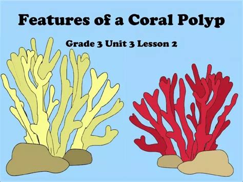 PPT - Features of a Coral Polyp PowerPoint Presentation, free download ...