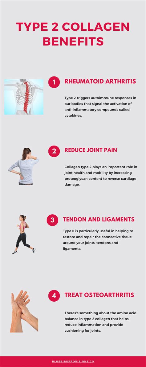 Type 2 Collagen: What is it, How is it Made, Benefits and Sources