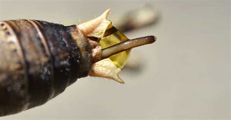 Horsehair Worms Are Real, Horrifying Parasites... And They've Evolved To Attack Humanity