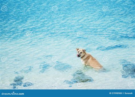 Dog swim beach stock photo. Image of cute, portrait, healthy - 57098988