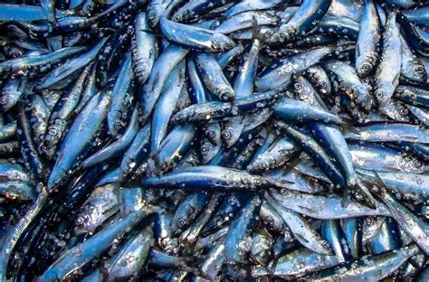 Atlantic Herring | NOAA Fisheries