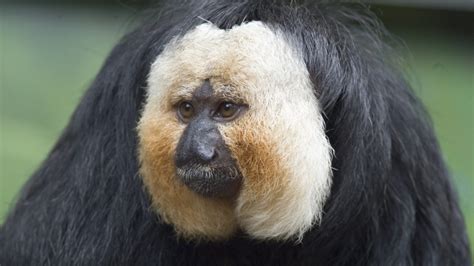 20 White Faced Saki Facts - Facts.net