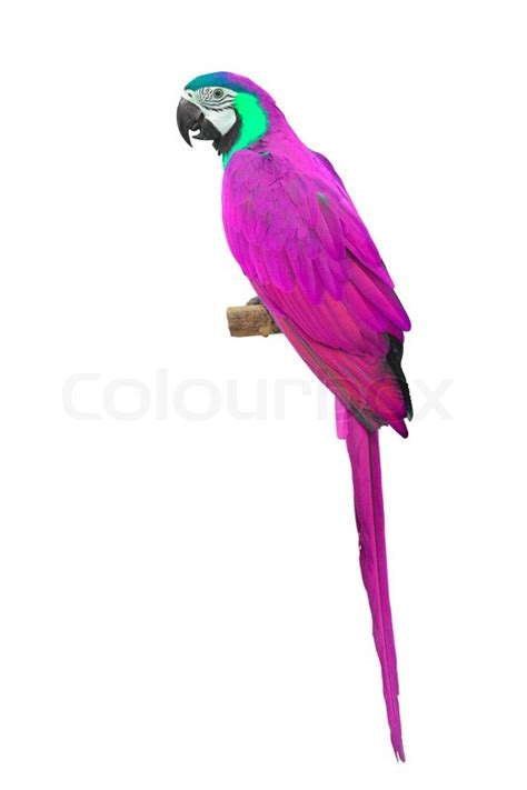 Pink Macaw aviary, isolated on a white ... | Stock Photo | Colourbox