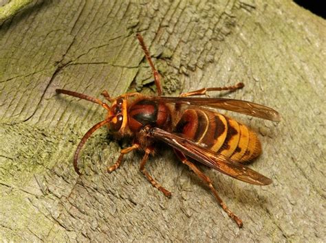 European Hornets | Sussex Wildlife Trust