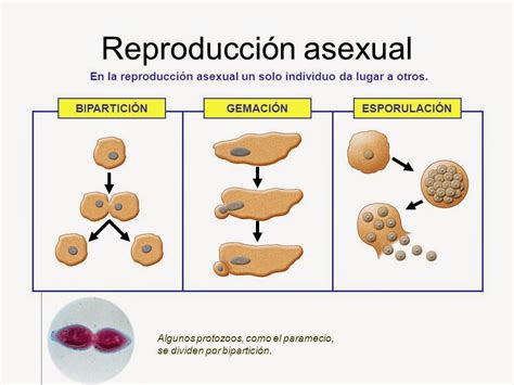 hacia una sexualidad segura y responsable: COMPARACIÓN ENTRE ...