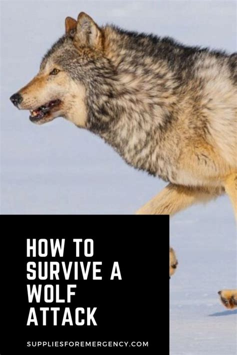 Wolf Attack: How to Survive | Tips for Avoiding Encounters with Wolves