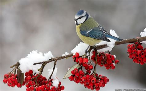 Winter Bird Wallpapers - Top Free Winter Bird Backgrounds - WallpaperAccess