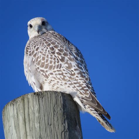 Juvenile Gyrfalcon White Morph | Vögel, Spezies