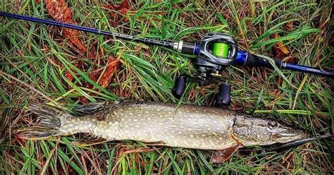 Pike Fishing Tips Not Too Many Talk About – Bait, Time, Depth, Colors