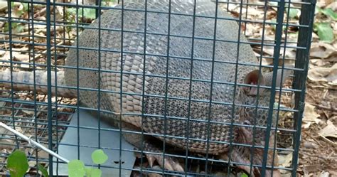 Armadillo Traps | Critter Stop