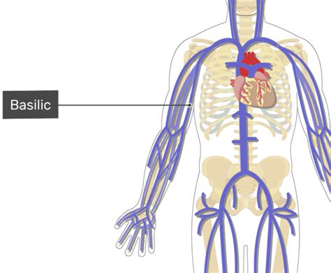 The Major Systemic Veins | GetBodySmart