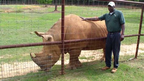 Rhinoceros At The Wild Animal Safari Park In Pine Mountain Georgia - YouTube