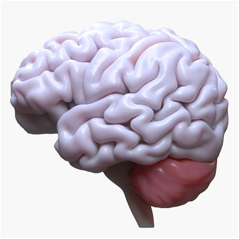 Human Brain Anatomy - 3D Model by zames1992d