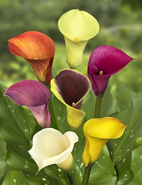 5 Mixed Calla Lily Bulbs - Walmart.com