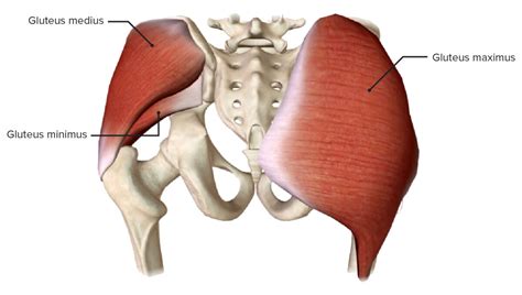 엉덩이기억상실증(Gluteal Amnesia) 해결을 위한 힙 운동 루틴 [잠실새내PT] [조아현코치] : 네이버 블로그