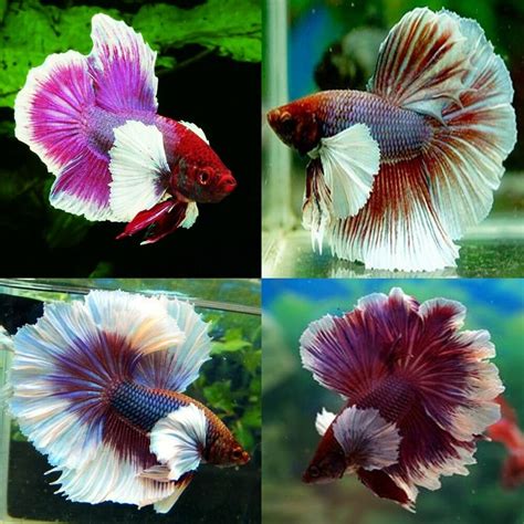 Betta (Siamese Fighting Fish) - Premium Assorted Dumbo Elephant Ear - MALE - Aquarium Central