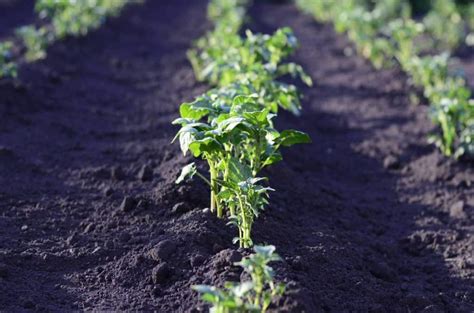 How Much Depth & Space Do Potatoes Need to Grow? (3 Things To Know) – greenupside