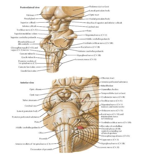 Brain Stem Anatomy Pulvinars , Posterolateral view , Pineal gland ...