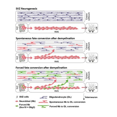 Promoting Myelin Repair through In Vivo Neuroblast Reprogramming: Stem ...