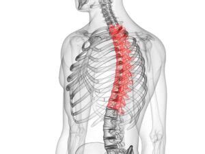 The Anatomy Of The Thoracic Spine