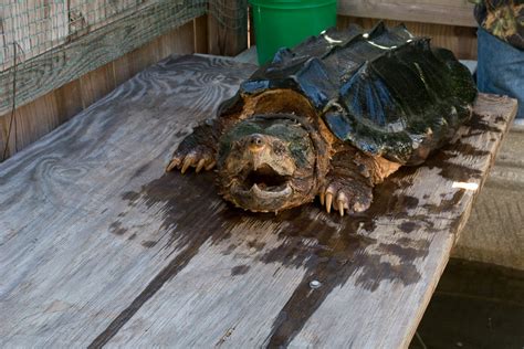 Alligator Snapping Turtle - C.S.W.D