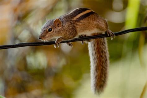 "Indian Squirrel" Images – Browse 306 Stock Photos, Vectors, and Video ...