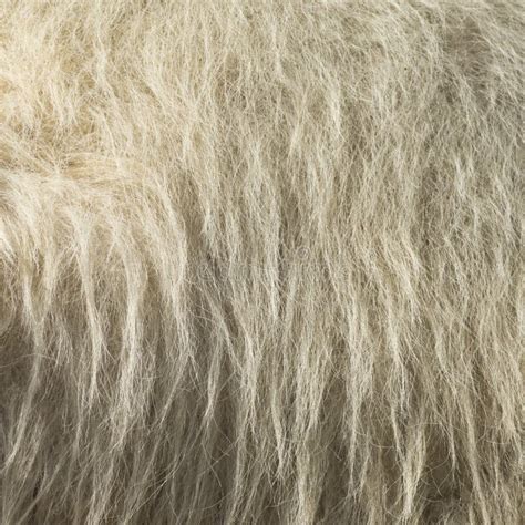 Camel fur stock photo. Image of hair, brown, close, background - 25513336