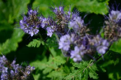 Fluffy Flower Phacelia Blue Honey Plant in the Garden Stock Image - Image of flora, closeup ...