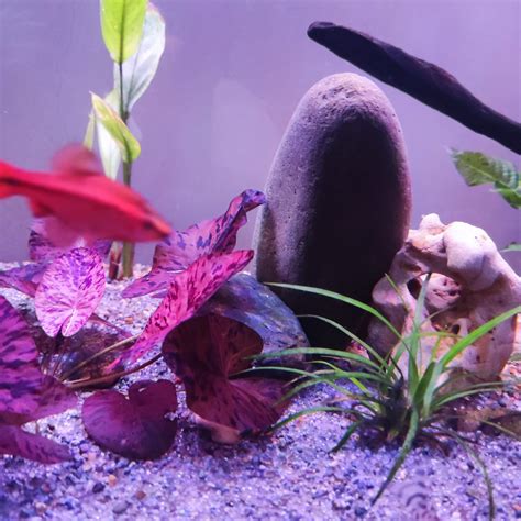 Fish Tank vs. Aquarium: Definition and Differences