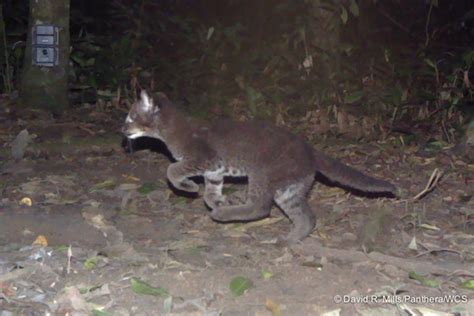 Adorbs: scientists capture first photos of African golden cat kittens